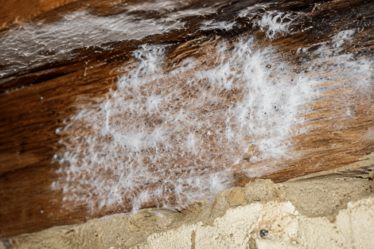 is white mold dangerous