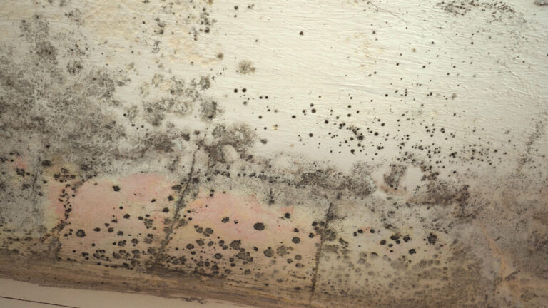 Mold
