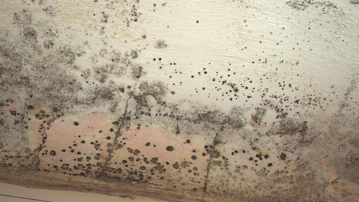 Mold