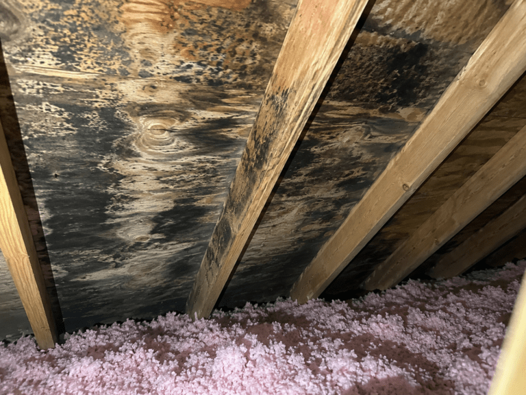 signs of mold behind walls