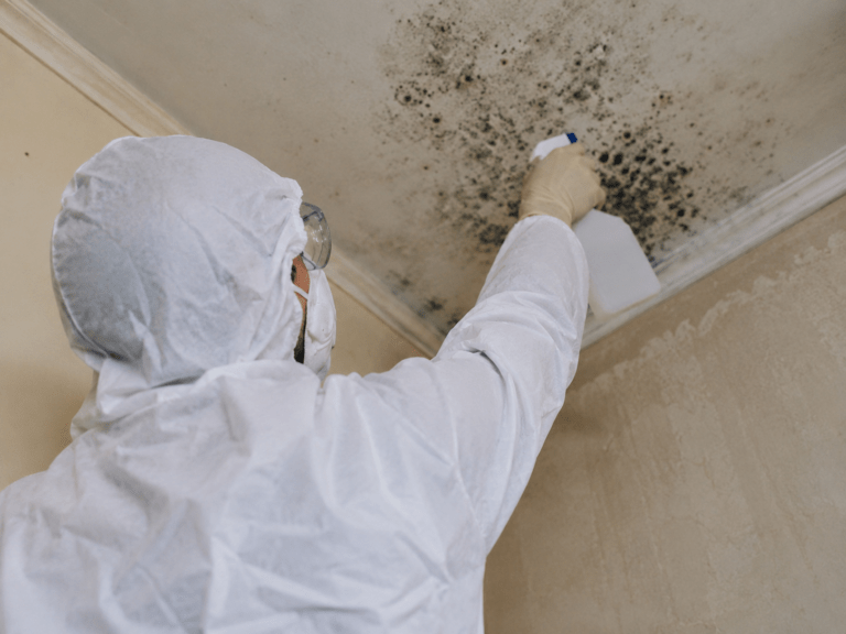 mold cleaning service