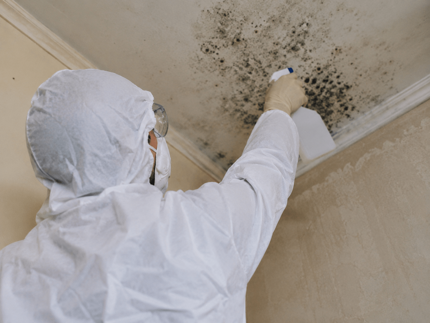 mold cleaning service