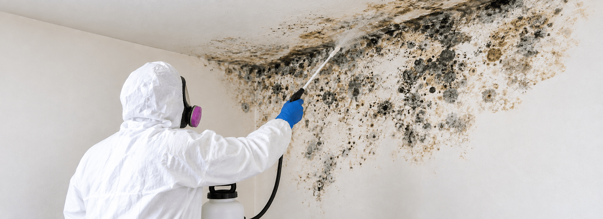 Certified professional performing mold remediation inside a property